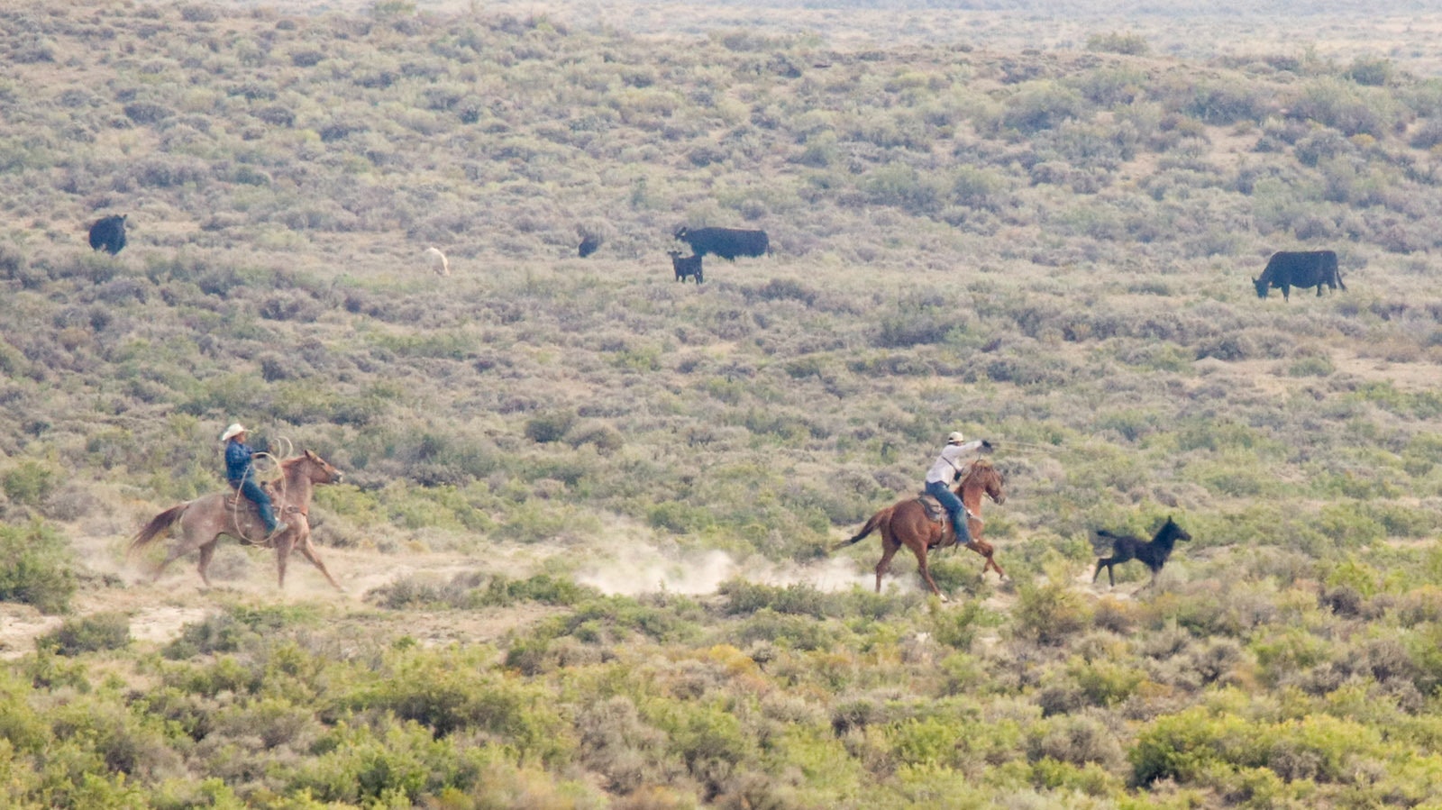 Wranglers attempt to rope a mustang foal during a Bureau of Land Management horse roundup July 26 in the remote Adobe Town area in south-Central Wyoming.