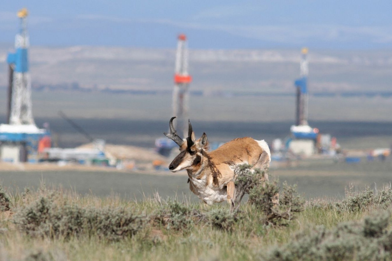 A pronghorn with a trio of drilling rigs in the background.