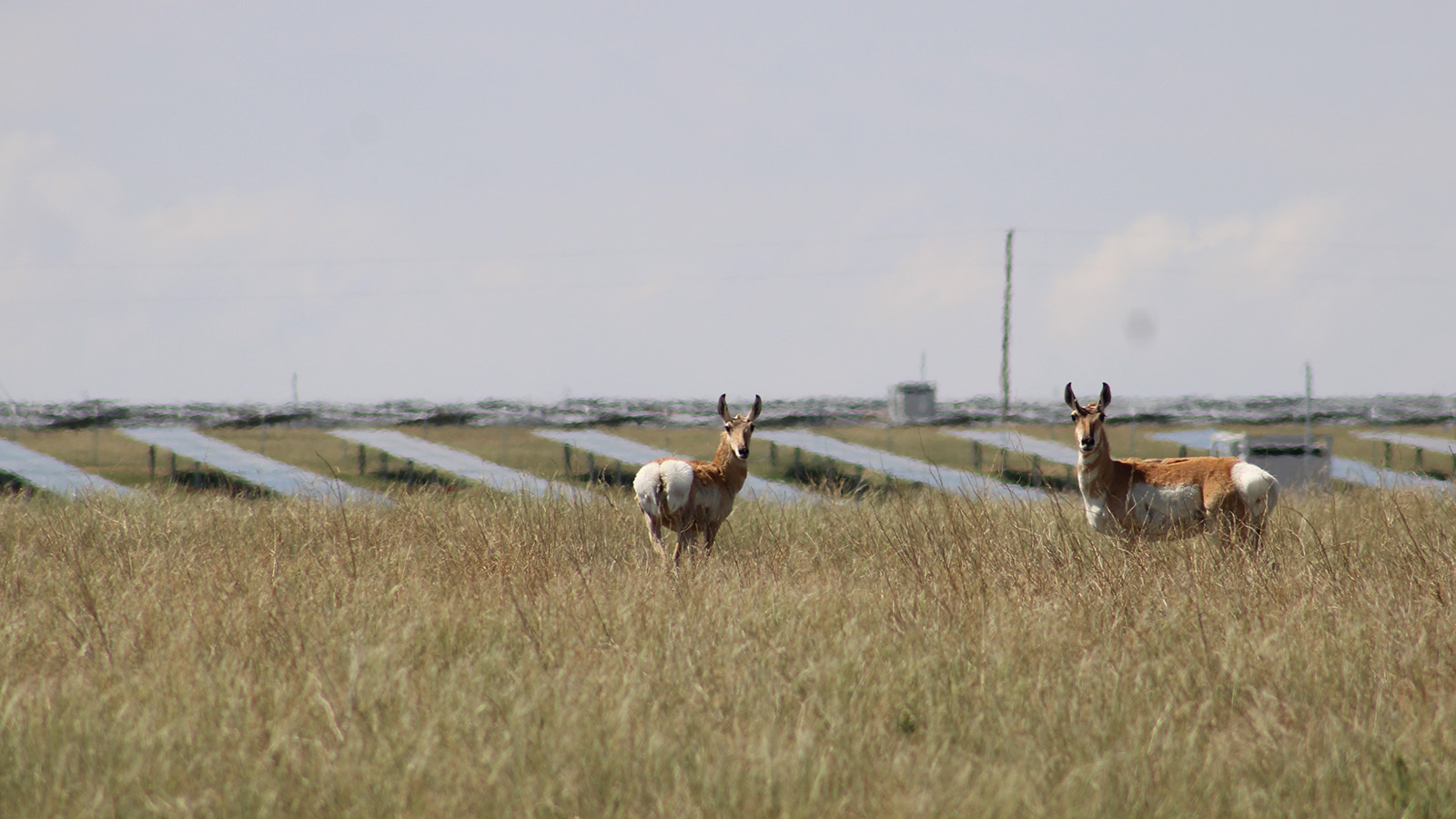 A pair of pronghorn graze near a southeastern Wyoming solar farm in this file photo.