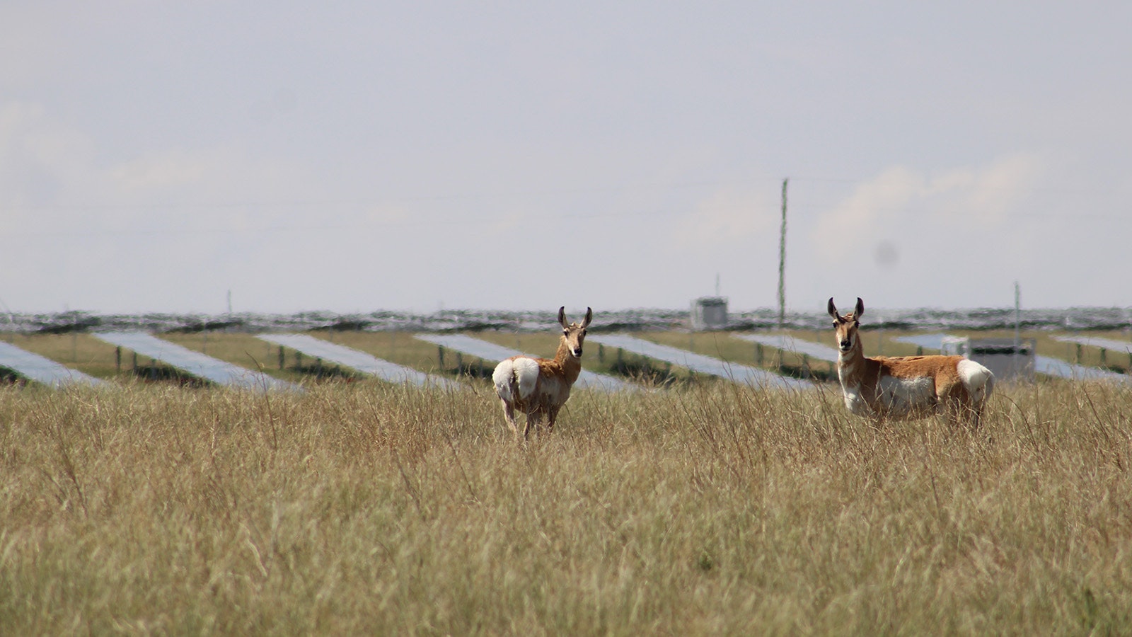 A pair of pronghorn graze near a southeastern Wyoming solar farm in this file photo. Natrona County officials are considering a 2,000-acre solar farm and battery storage facility.