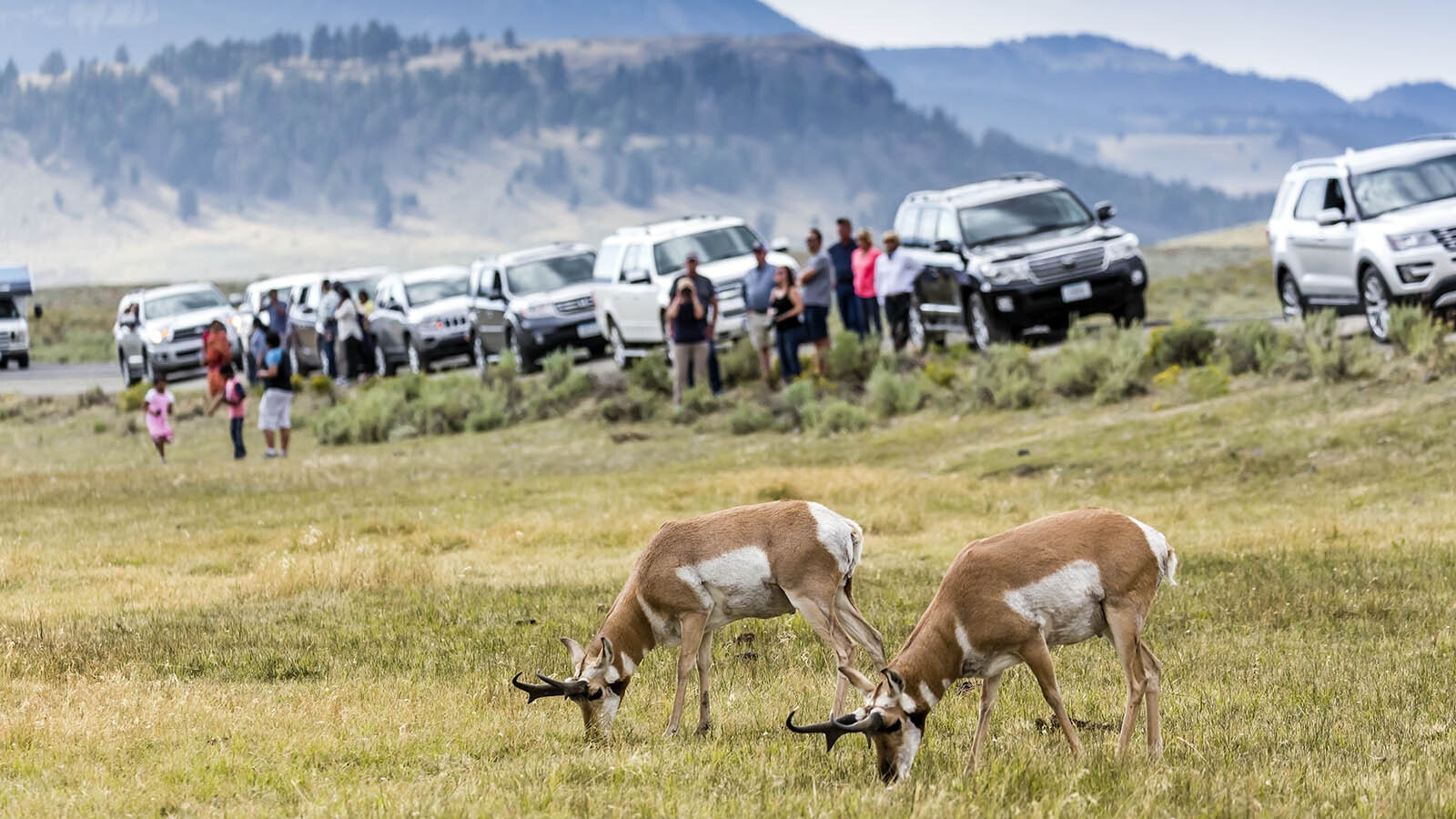 A group of tourists stop to watch some Wyoming pronghorn.