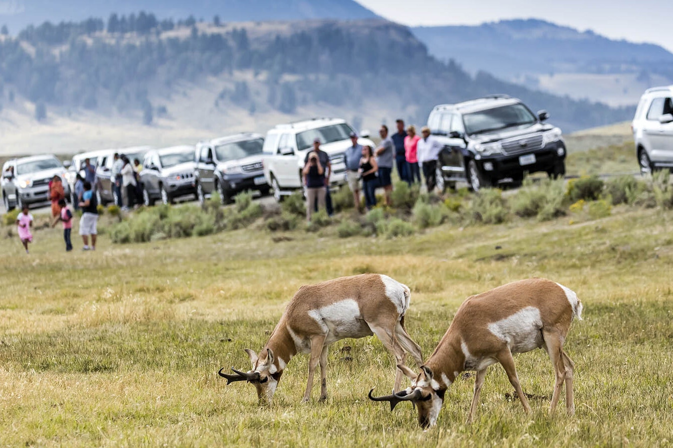 A group of tourists stop to watch some Wyoming pronghorn.