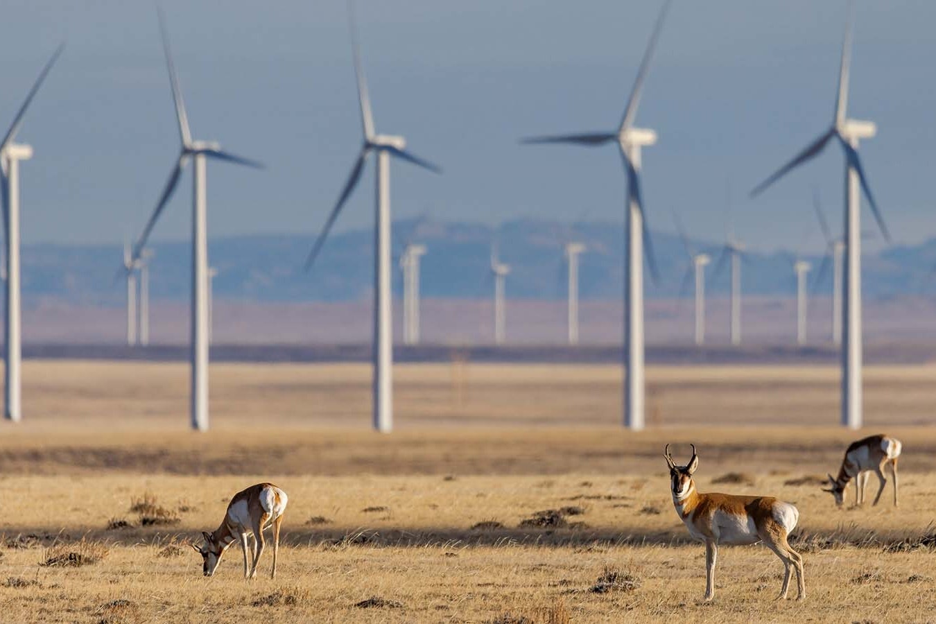 A group of pronghorn graze near a Wyoming wind farm.