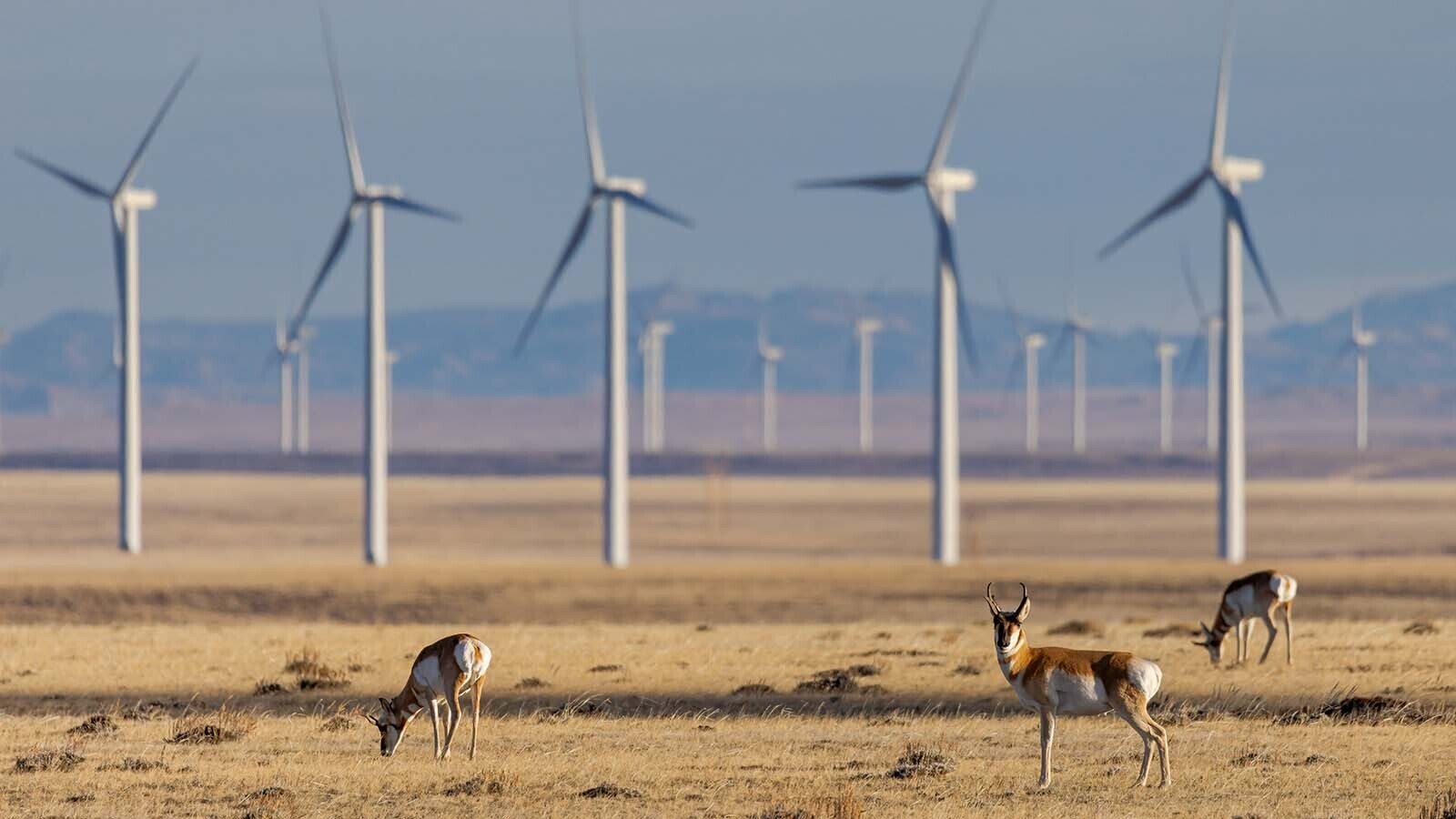 Opponents of a growing number of wind energy projects say they fear the Laramie Range is on its way to becoming a “Wyoming wind wall.” Supporters say the projects mean more than $40 million in annual lease payments for landowners and can be developed responsibly.