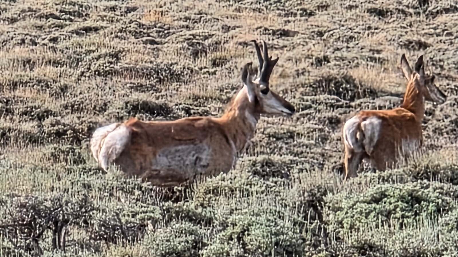 During the pronghorn rut, or mating season, bucks will relentlessly chase does, trying to round them up into harems.