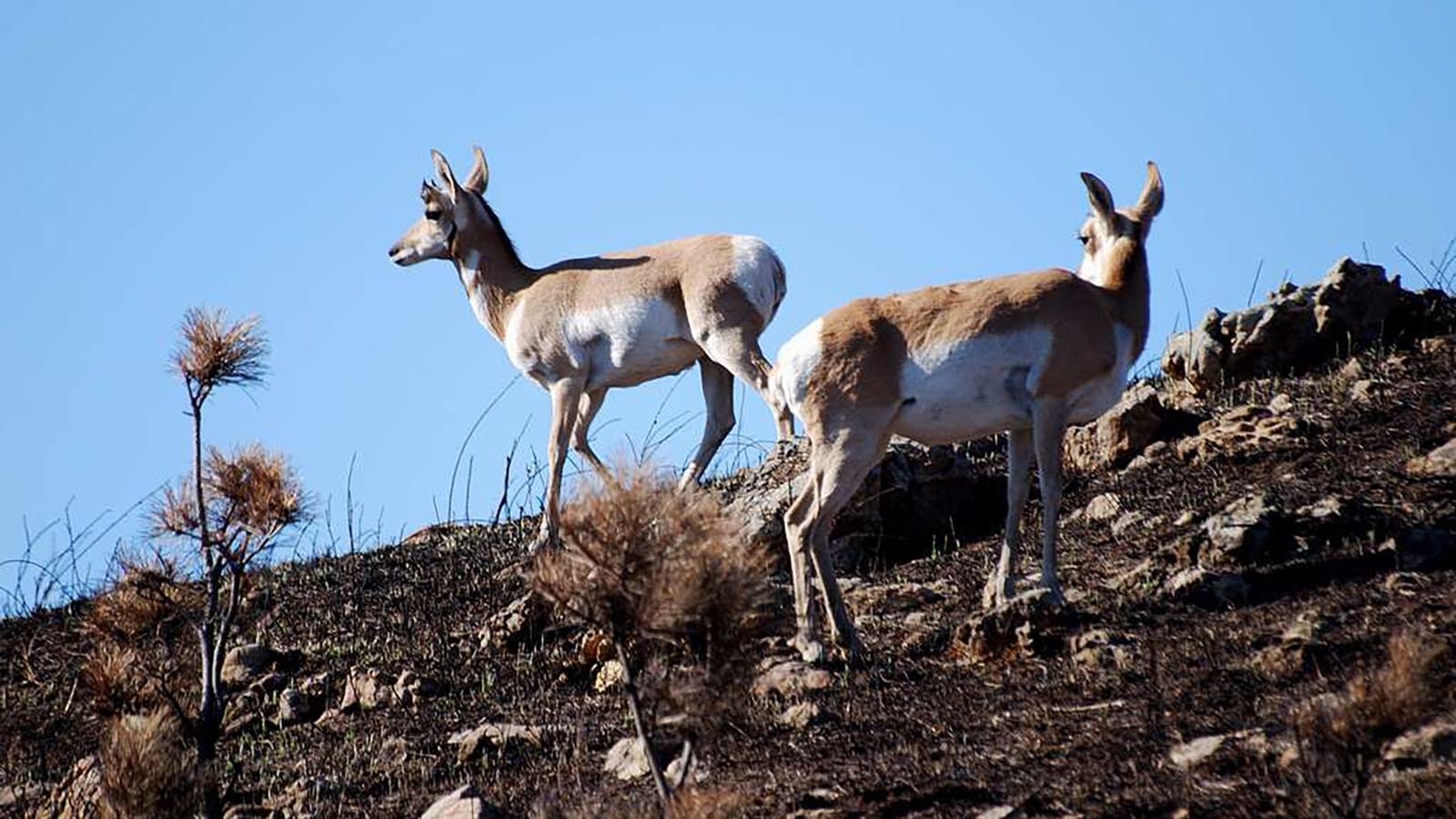 A pair of pronghorn in an area recovering from a wildfire in this file photo.