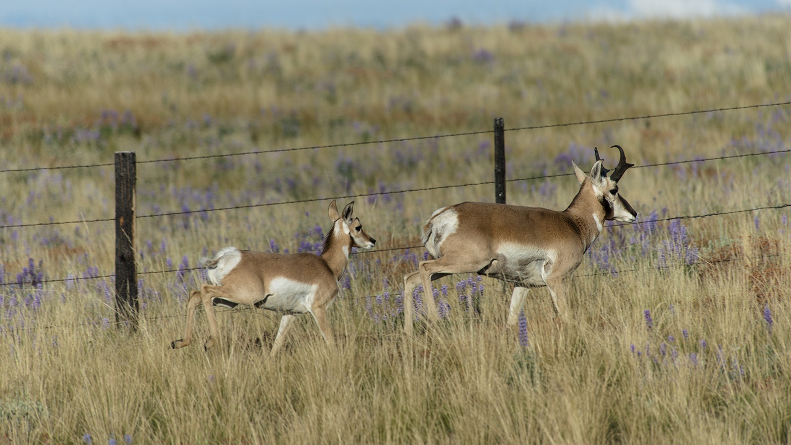 Pronghorn doe and baby 8 18 23