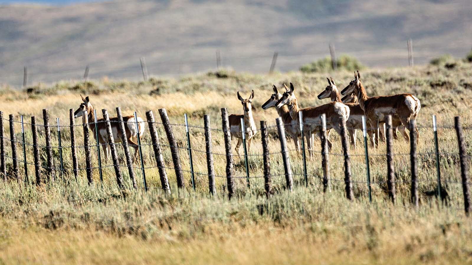 Wyoming hunters say it’s unfair when big game hunting tags in some areas all go to landowners. A legislative committee advanced a bill Wednesday that could cap landowner tag allocations at 40% under some circumstances.