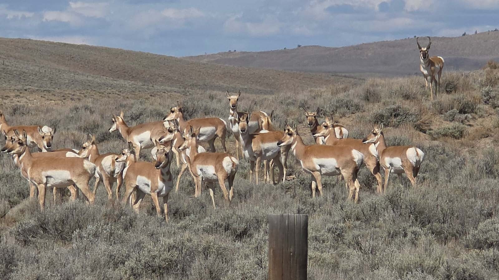 This pronghorn buck near Pinedale is lucky, having gathered up a huge harem of does. But he’ll have to work hard to keep them all together.