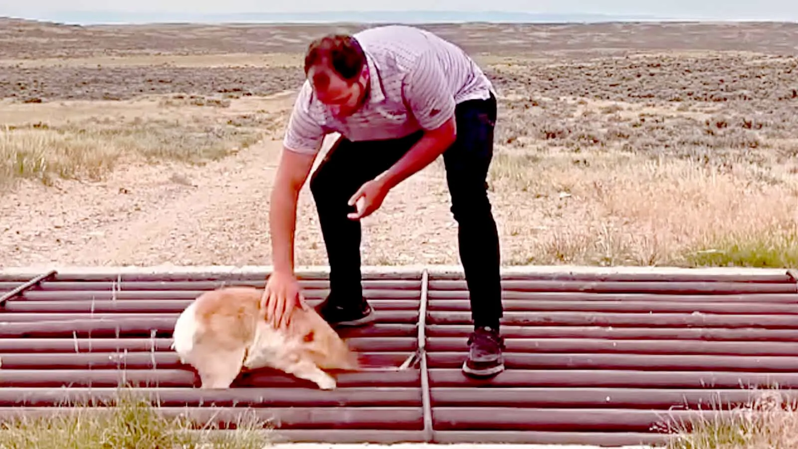 Casper Realtor and sportsman Dylan Heide got some good karma by saving a baby pronghorn stuck in a cattle guard near Casper.