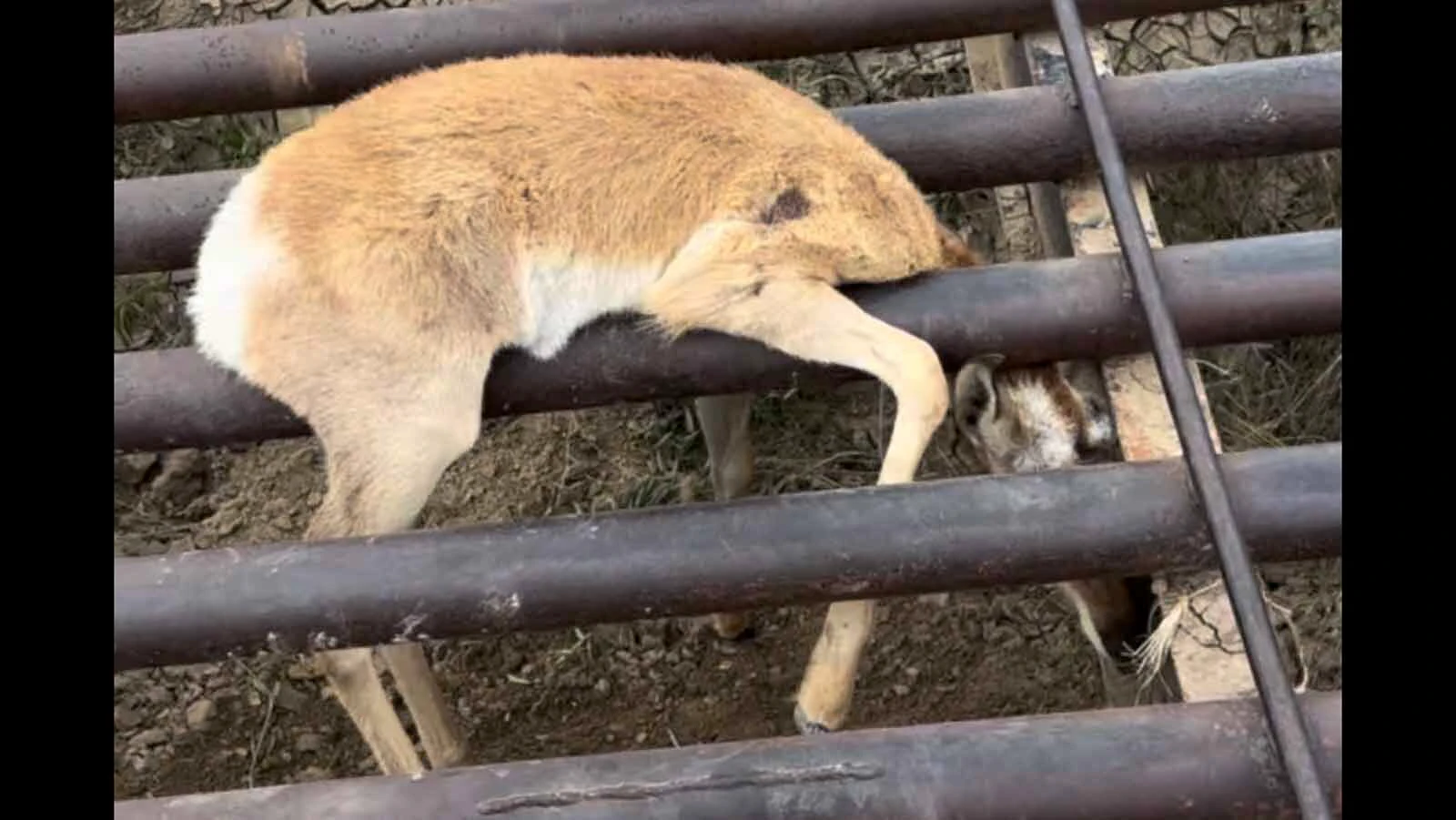 Casper Realtor and sportsman Dylan Heide got some good karma by saving a baby pronghorn stuck in a cattle guard near Casper.