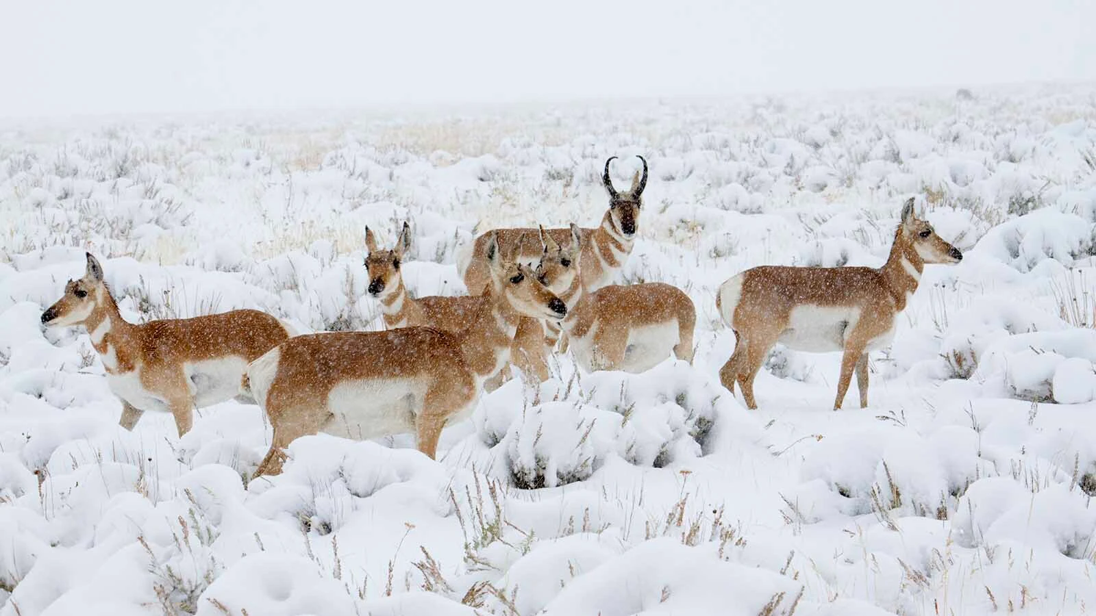Pronghorn in snow getty 4 15 26