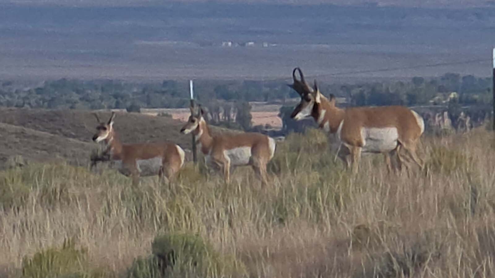 During the pronghorn rut, or mating season, bucks will relentlessly chase does, trying to round them up into harems.