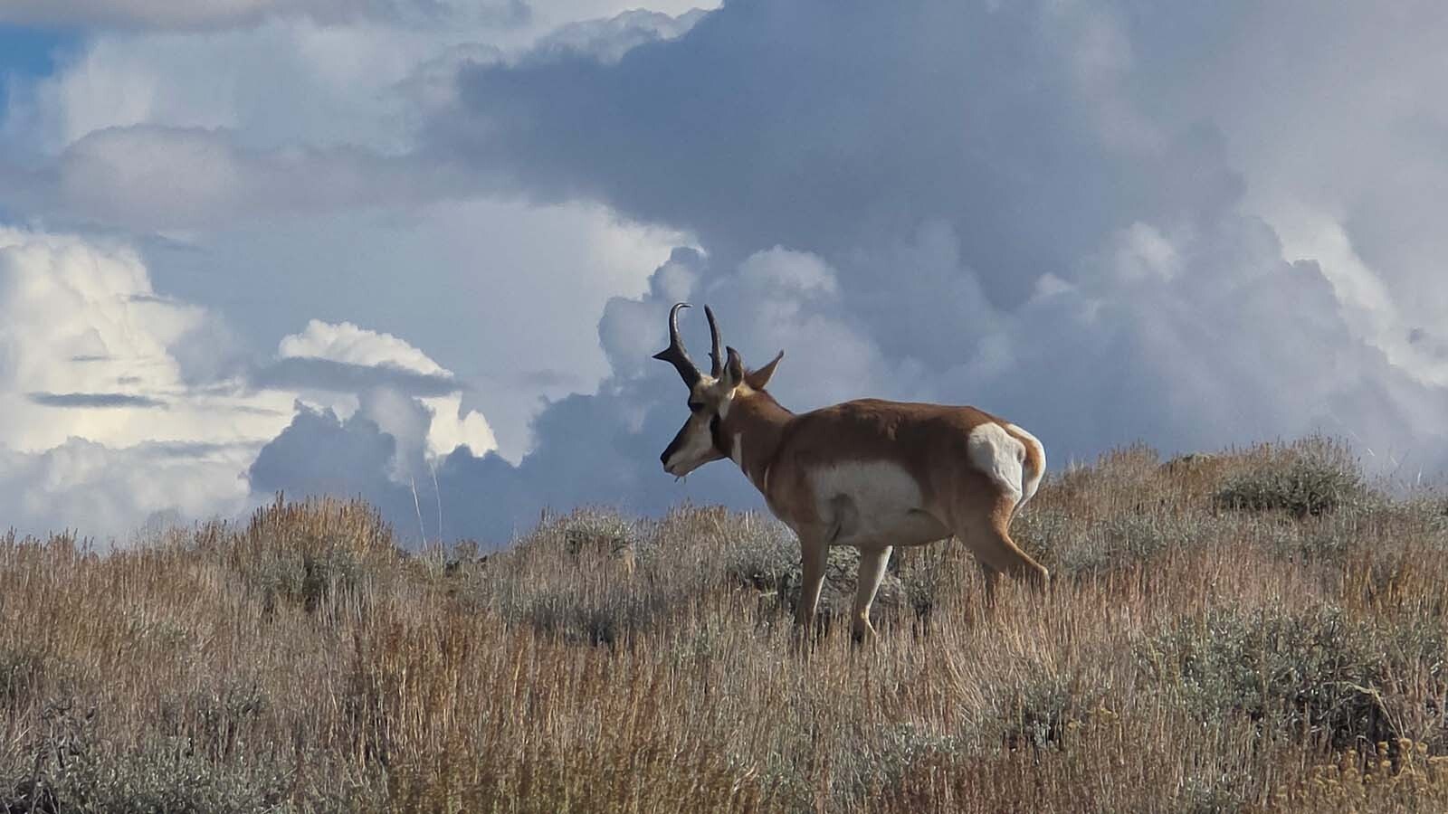 During the pronghorn rut, or mating season, bucks wander, searching for does to round up for their harems, or other bucks to challenge.