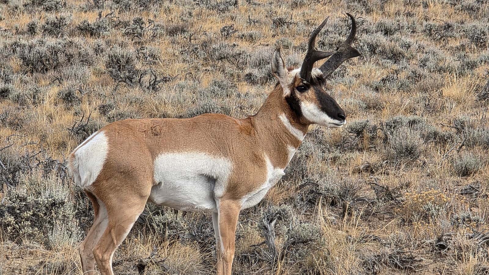 During the pronghorn rut, or mating season, bucks wander, searching for does to round up for their harems, or other bucks to challenge.