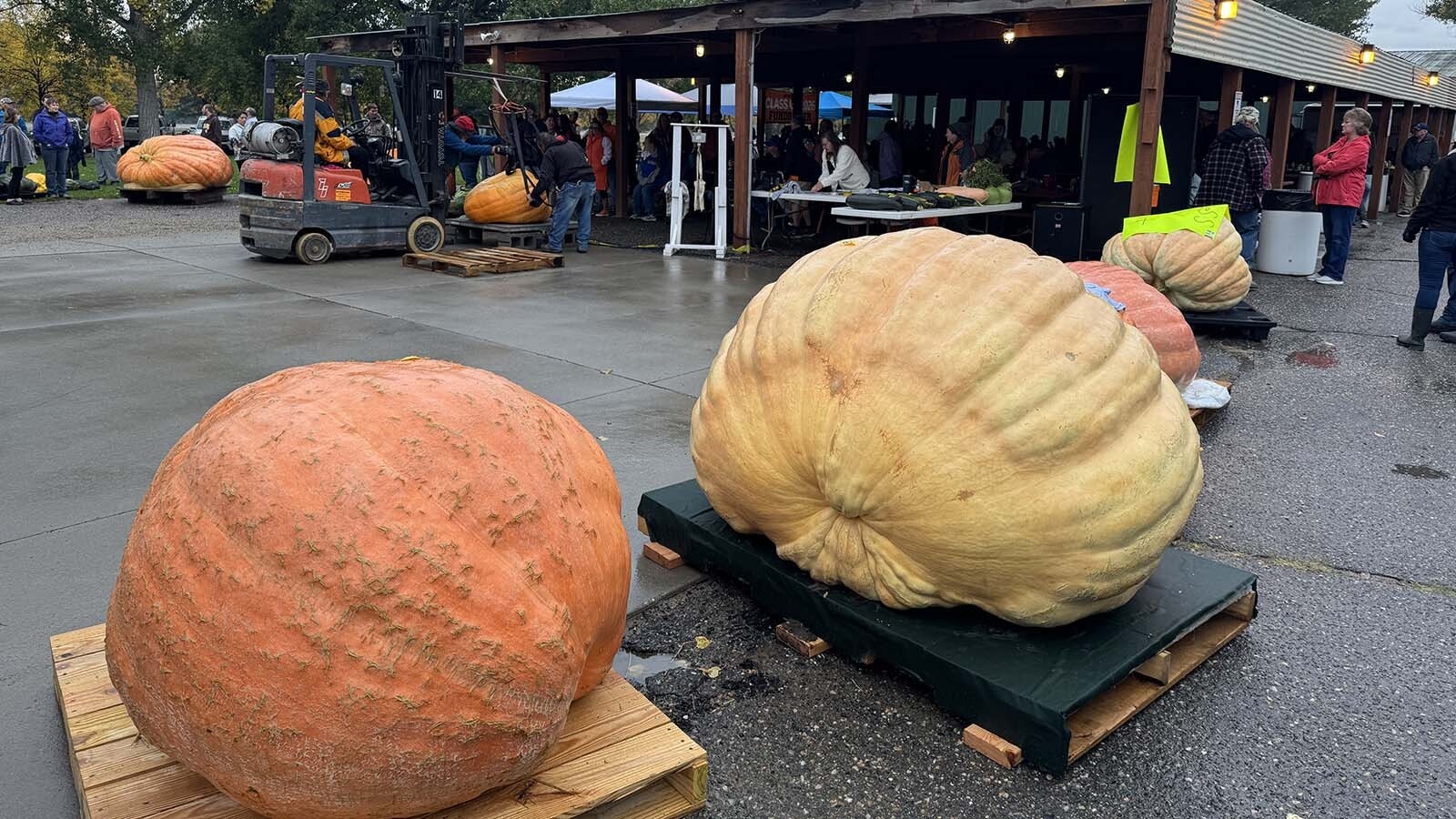 Pumpkins waiting to be weighed and dropped during the 2025 Wyoming Weigh-Off and Pumpkin Drop in Worland.