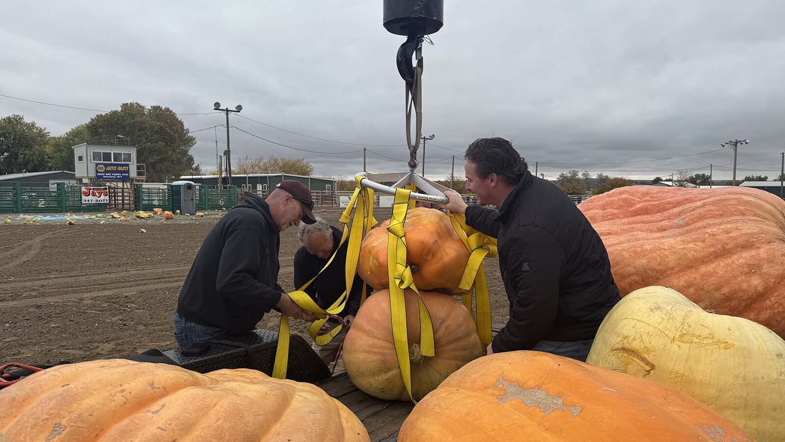 Giant pumpkins are loaded into a harness to be dropped from 200 feet in the air.