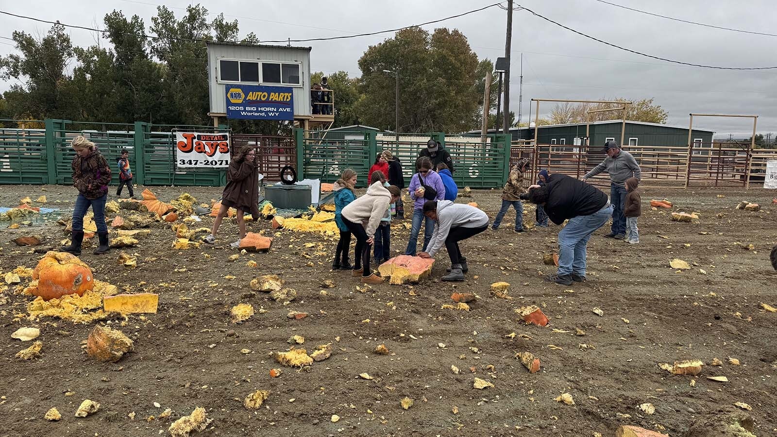 People recover seeds from the giant pumpkings dropped and smashed from 200 feet high.