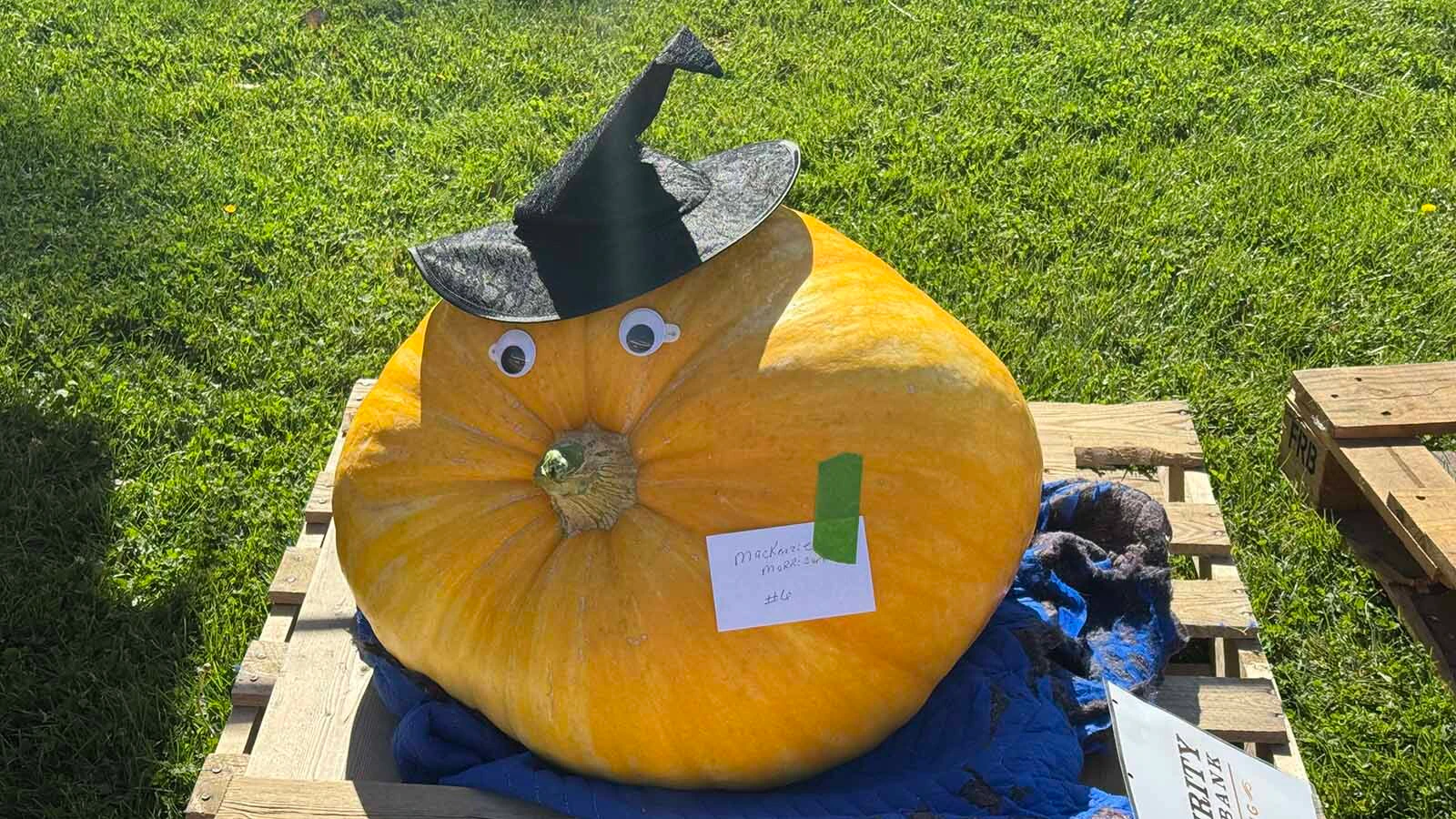 A pumpkin waiting to be weighed at the 2026 Wyoming State Champion Weigh-off and Pumpkin Drop in Worland.