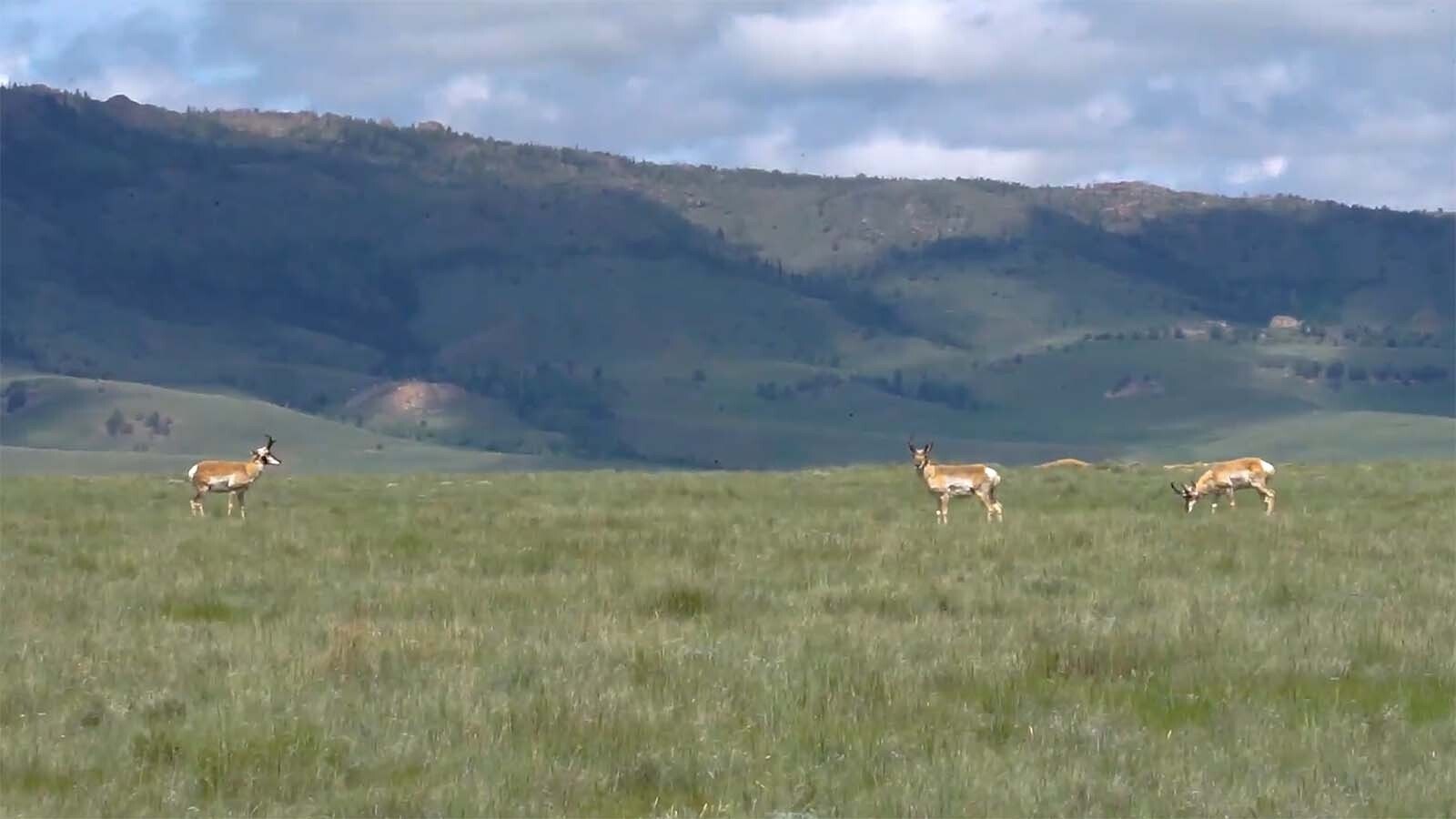 Stan Kroenke, who is Wyoming’s second-largest landowner with 560,000 acres, became the nation’s largest landowner last month with the purchase of 937,000 acres in New Mexico. Of the 2.7 million acres Kroenke owns, about 20% of the land is in Wyoming.