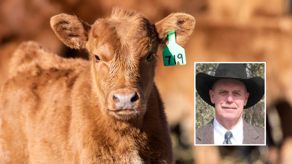 Wyoming Livestock Board Director Steve True told state lawmakers in Casper on Tuesday that electronic ear tags for cattle are here to stay. A hoped-for executive order from President Trump rescinding the electronic tag requirement didn’t happen, he said.