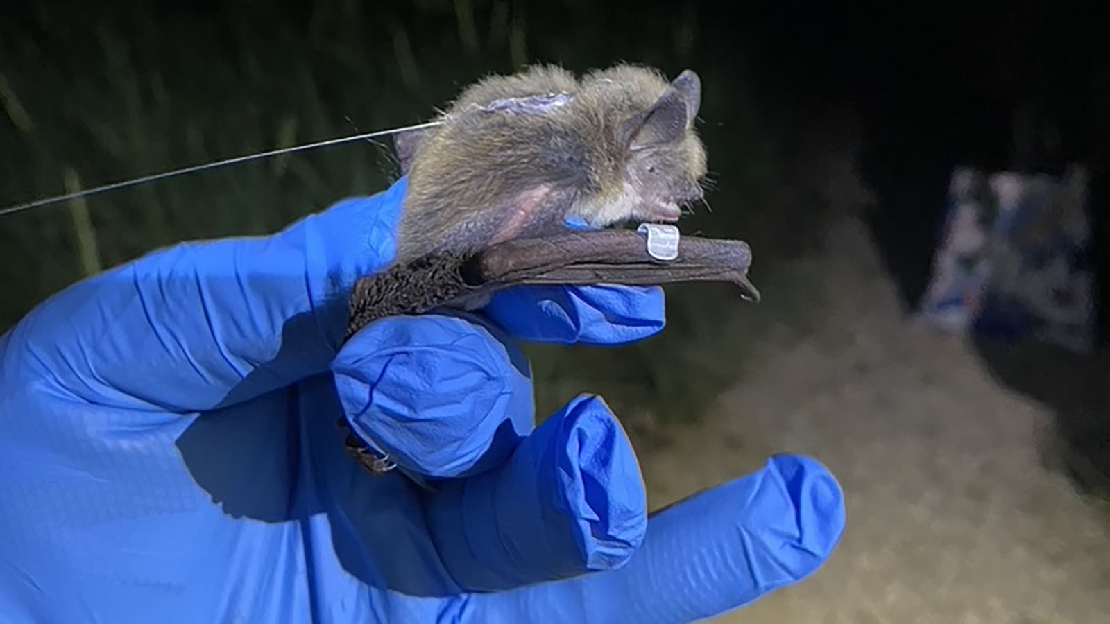 University of Wyoming Assistant Professor Riley Bernard puts a track device on a myotis, or mouse-eared bat.