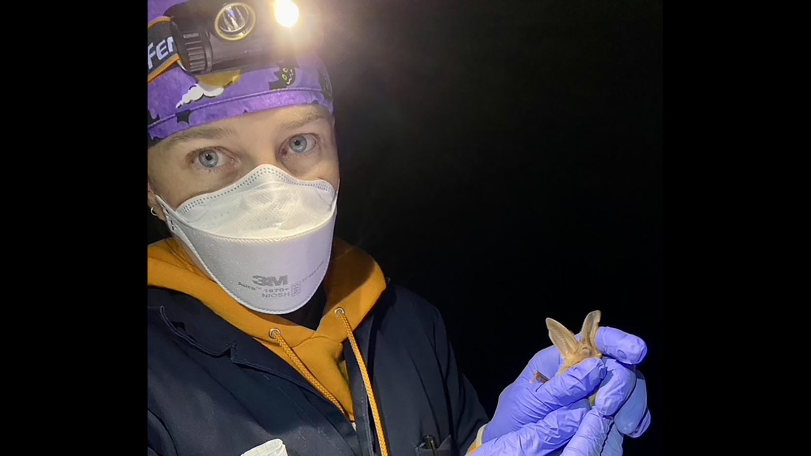 University of Wyoming Assistant Professor Riley Bernard holds a Townsend’s big-eared bat. She said only about 1% of bats in the wild carry rabies.