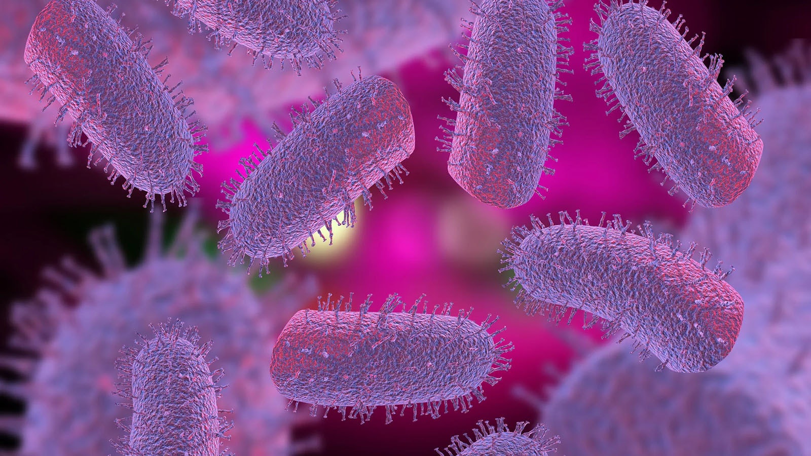 The rabies virus through a microscope. Most humans affected by the virus die.