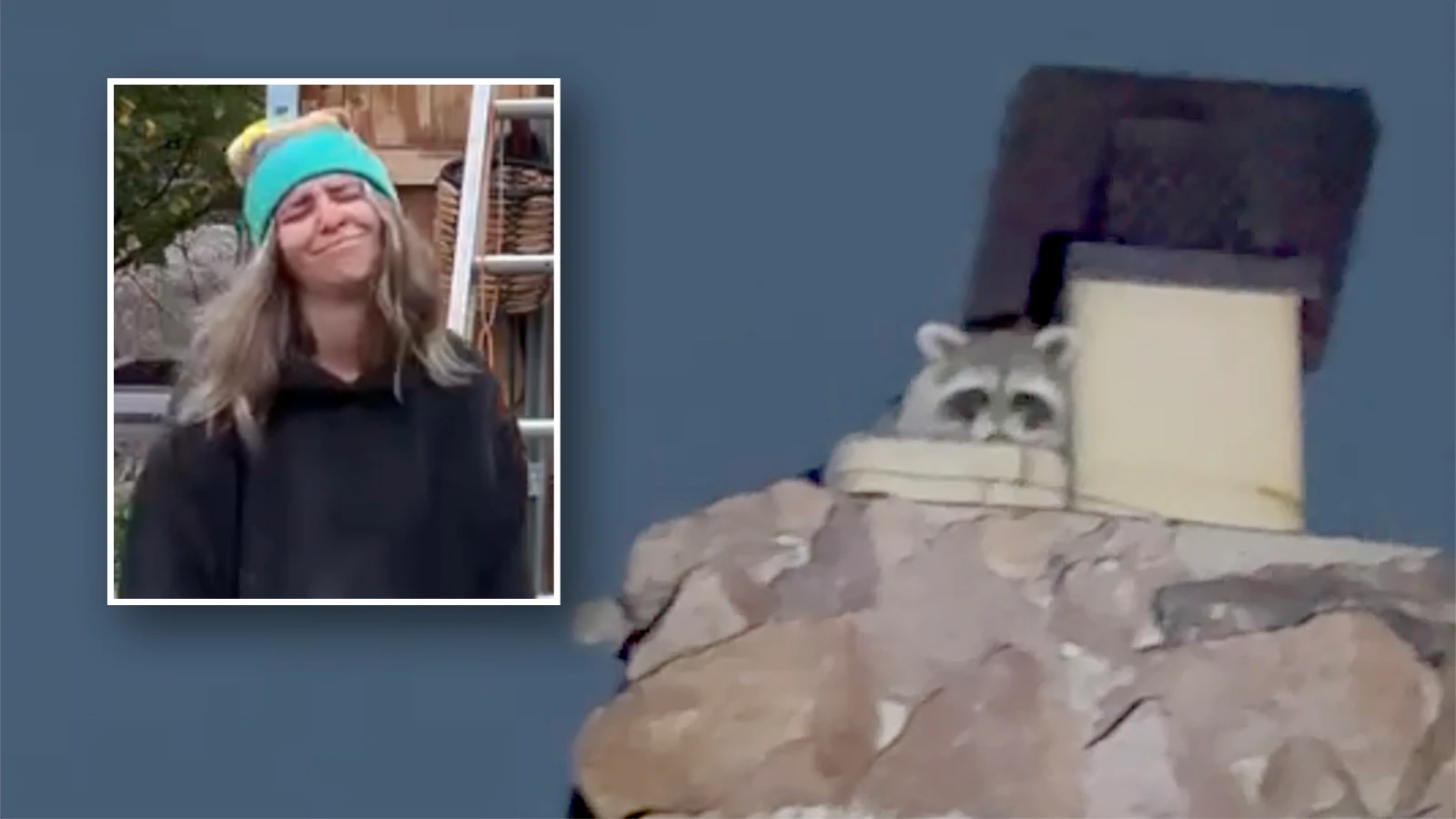 A raccoon peers over the edge of Abby Roich’s chimney at her Casper home.