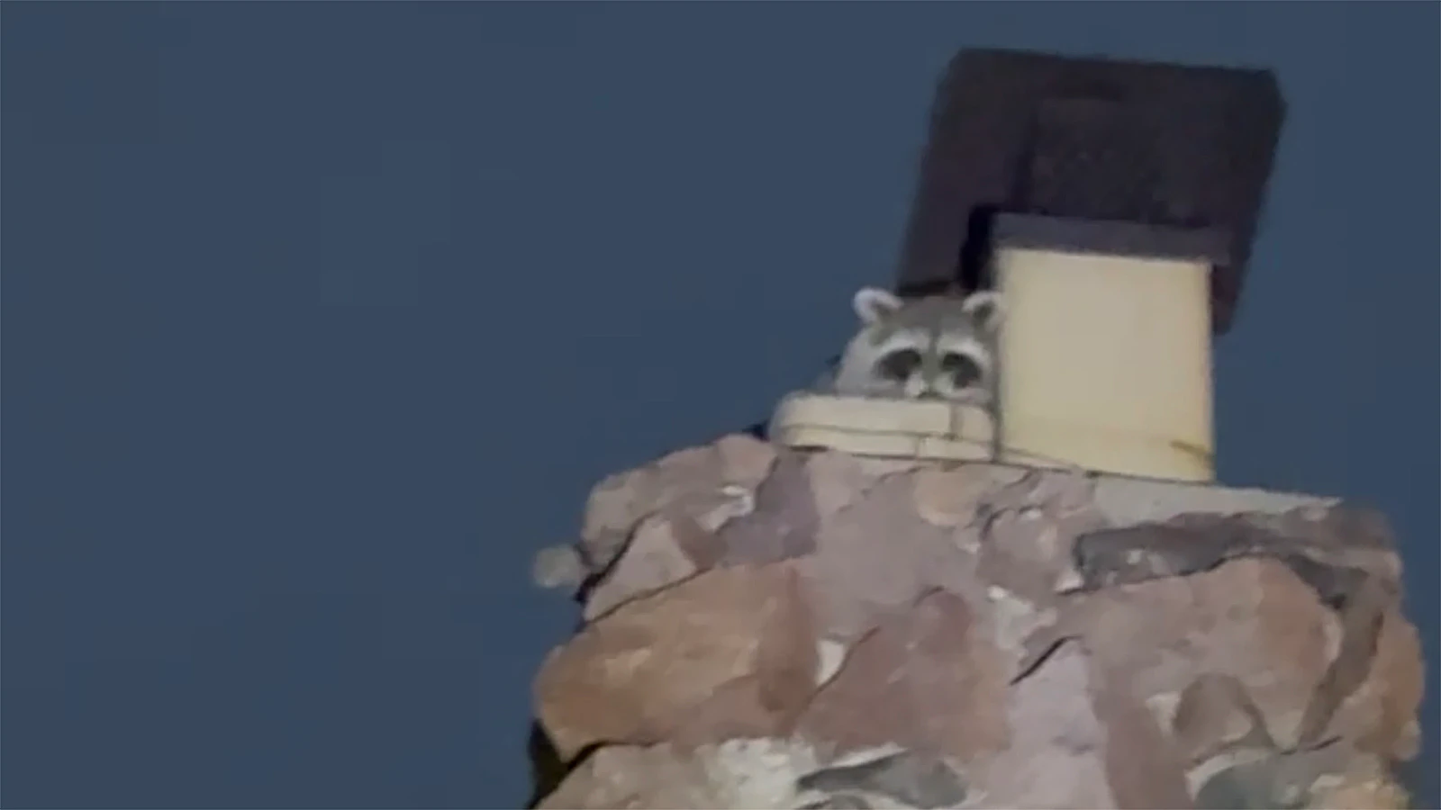 A raccoon peers over the edge of Abby Roich’s chimney at her Casper home.