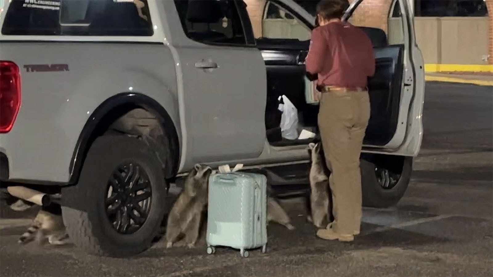 A woman is mobbed by racoons in this video taken late Sunday in the parking lot of the downtown Casper Best Western hotel. A hotel employee said racoons are a common sight, but an entire mob of them, such as this, is almost unheard of.