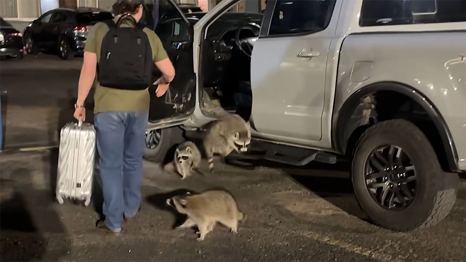 A woman is mobbed by racoons in this video taken late Sunday in the parking lot of the downtown Casper Best Western hotel. A hotel employee said racoons are a common sight, but an entire mob of them, such as this, is almost unheard of.