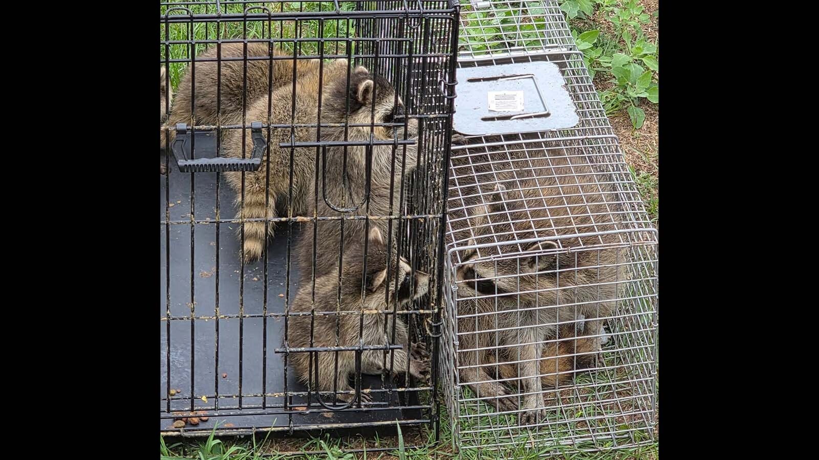Kamra is a mama racoon that got into trouble when she trashed someone’s vehicle in Cheyenne. She was reunited with her four offspring at the Broken Bandit animal rescue east of Cheyenne.