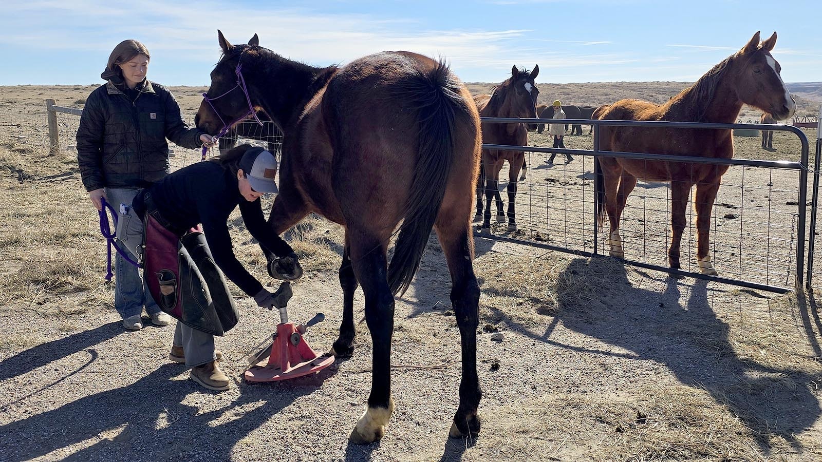 Meghan McGann works on a horse's hoof at Kate Anderson's ranch in Chugwater, while several other horses wait patiently in the background for their herd member to return.