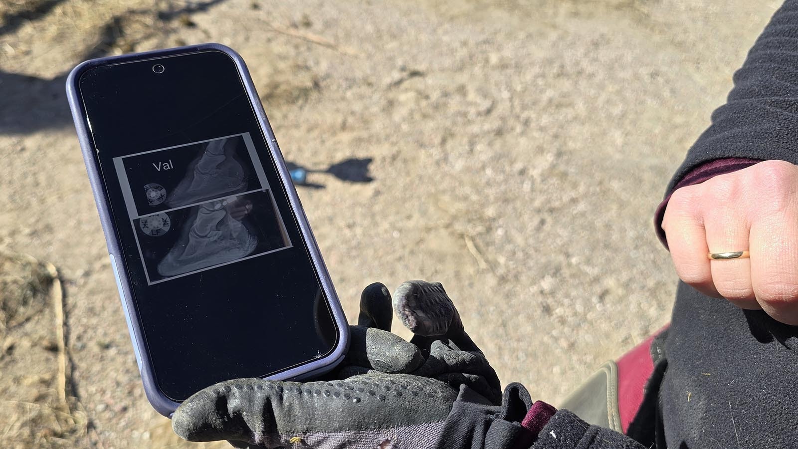 X-rays of two less-healthy hooves.