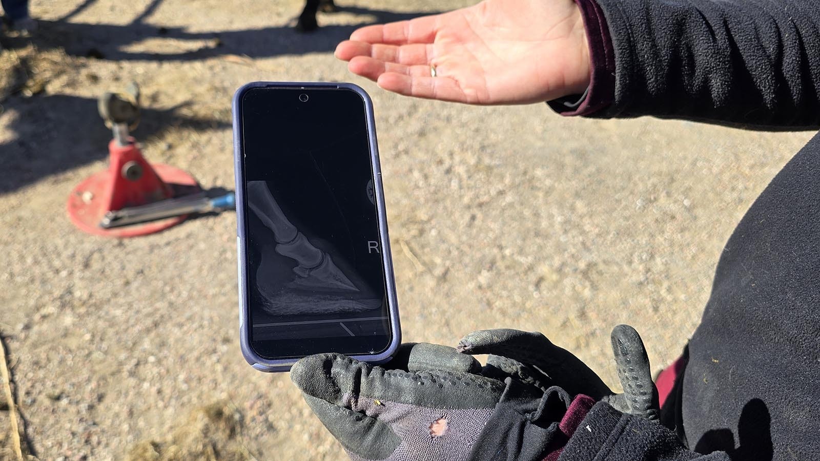 An X-ray of a healthy horse's hoof.