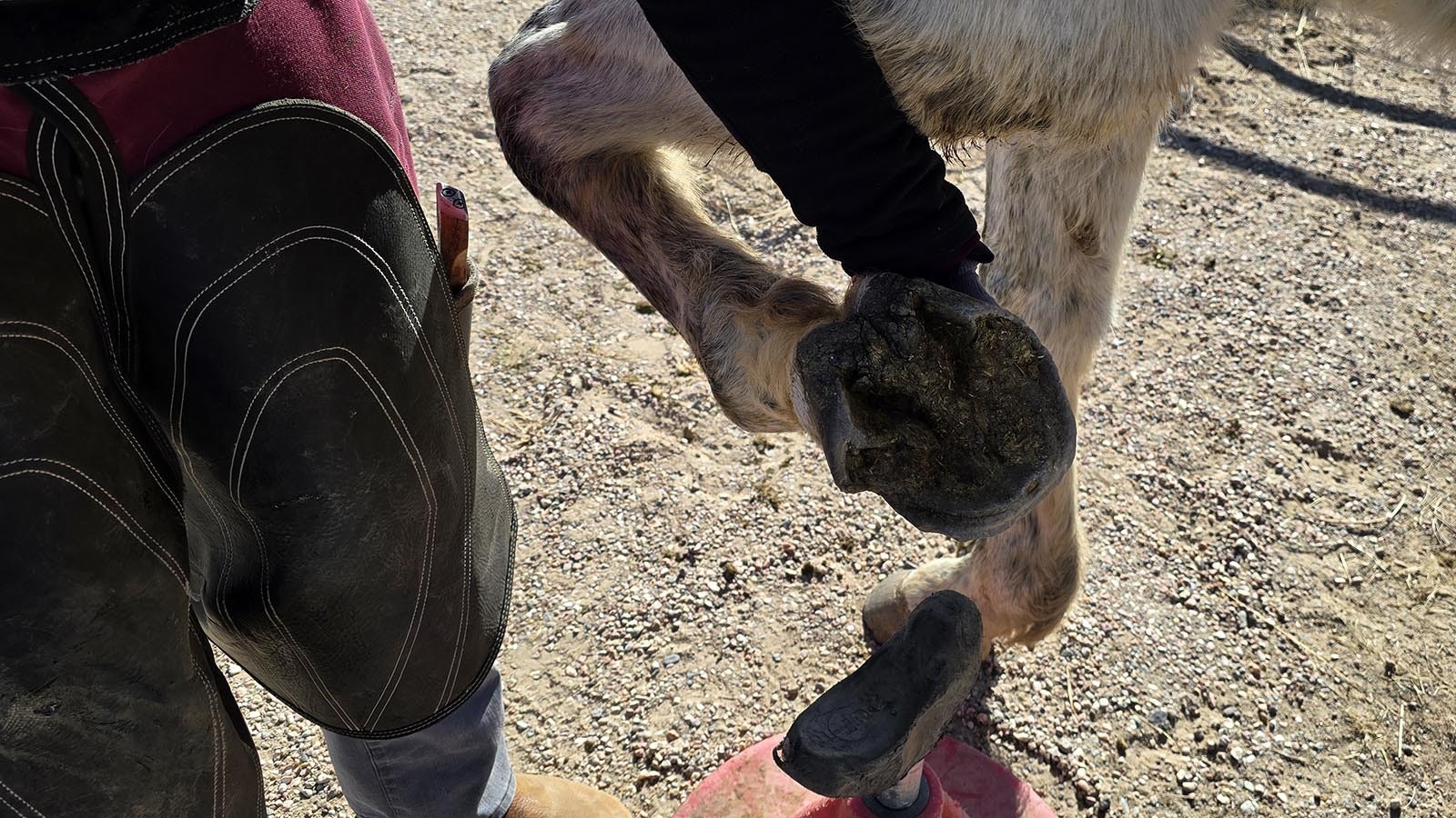 Damage to this horse's cuticle causes its hoof to grow back with a depression that could be dangerous if not properly trimmed.