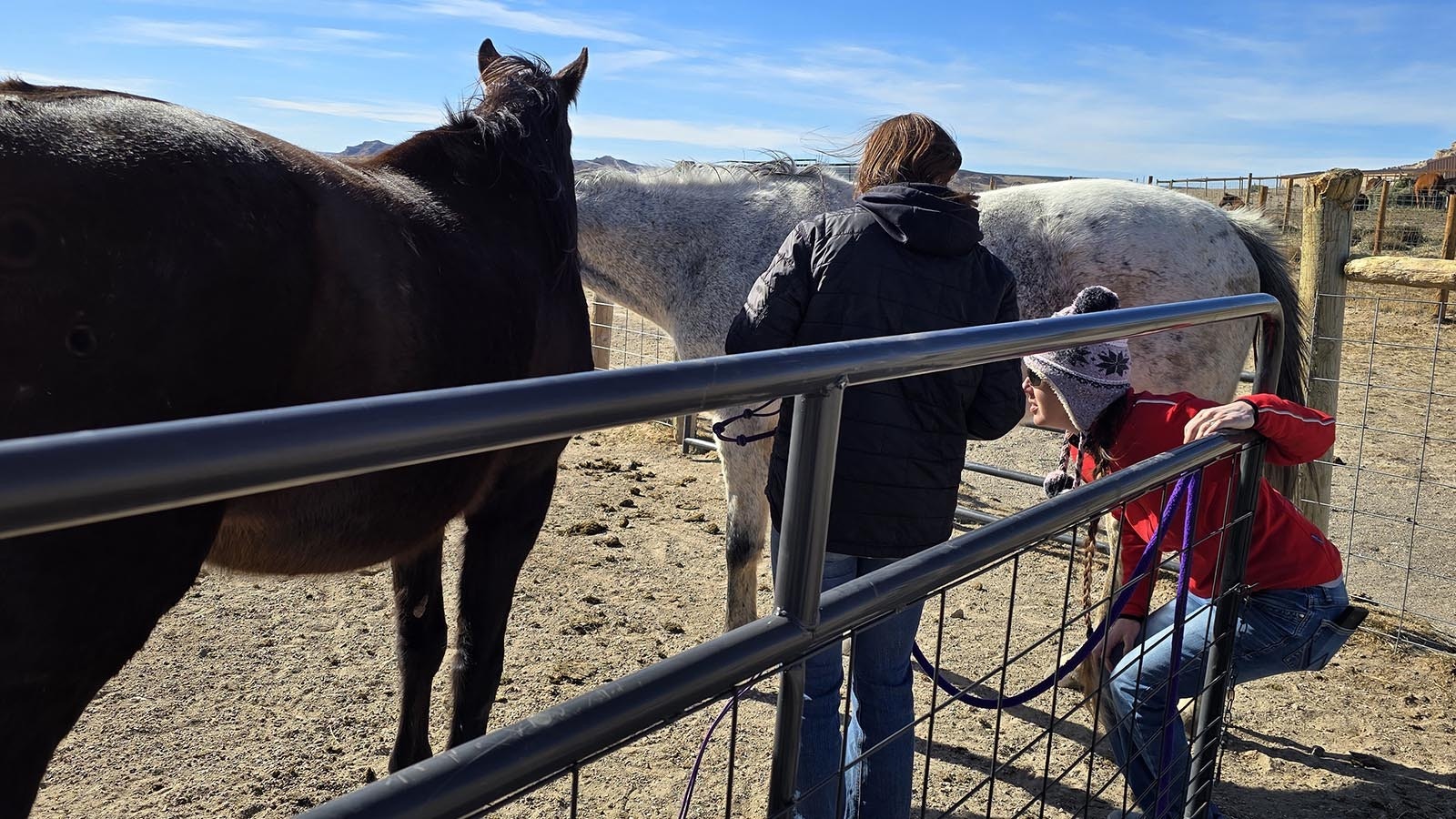 Kate Anderson, kneeling, looks for the next racehorse she wants to bring out for a hoof trim at her Chugwater Ranch.