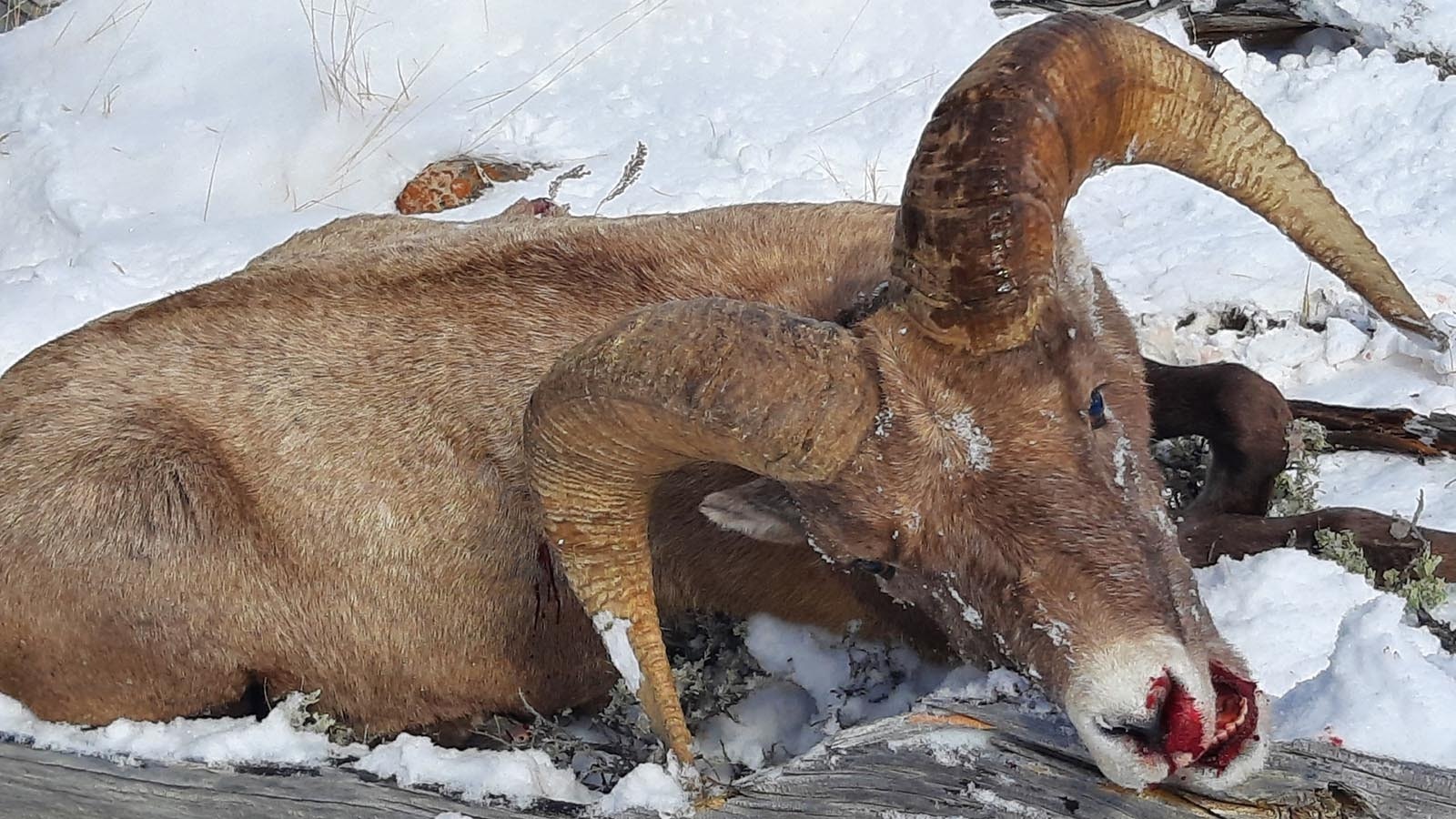 This ram was mistakenly shot in the wrong hunting area by a licensed hunter in Fremont County, and subsequently seized by the Wyoming Game and Fish Department. Fremont County officials would like to have a taxidermy mount of it in the county courthouse.