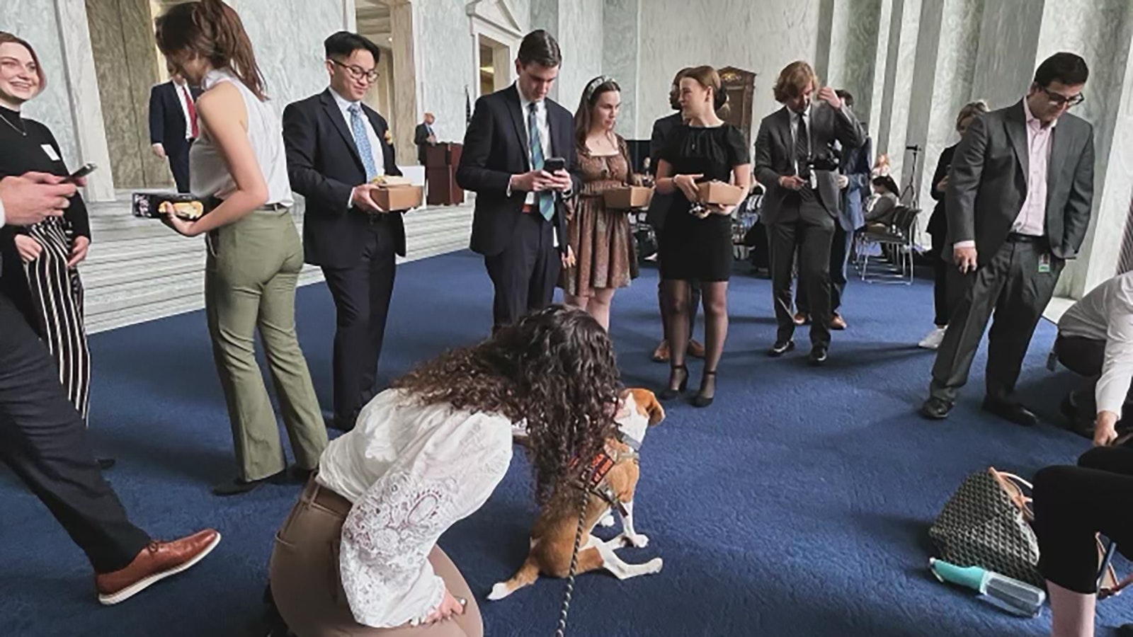 Staffers stop to pet Uno during his two-day trip to the Capitol.
