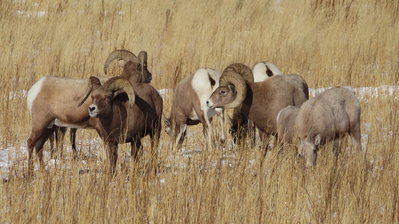 During the rut, or mating season, for bighorn sheep, rams gather to crack horns in an area near Dubois that fans call “Ramland Wyoming.”