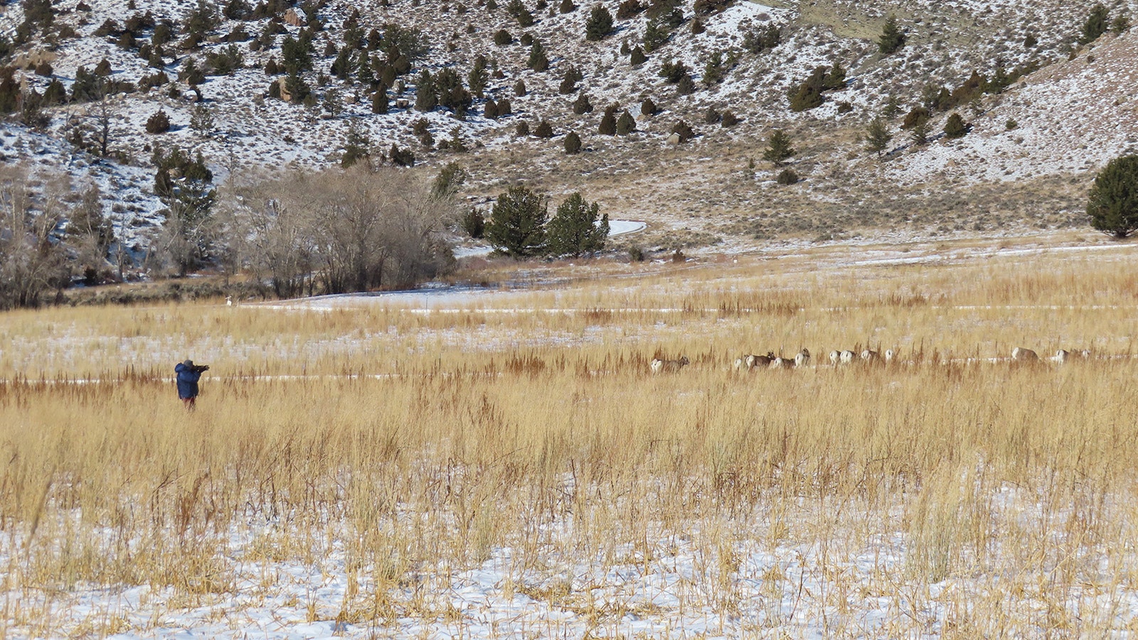 Fans of bighorn sheep getting too close to “Ramland Wyoming” bighorns near Dubois can stress the animals.