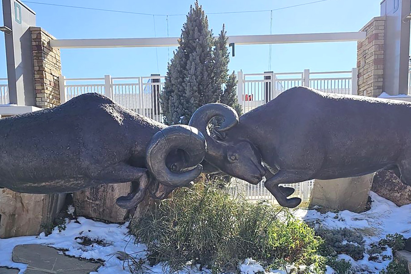 Someone painted "UW" brands on these bronze bighorn sheep outside the stadium on the Colorado State University campus.