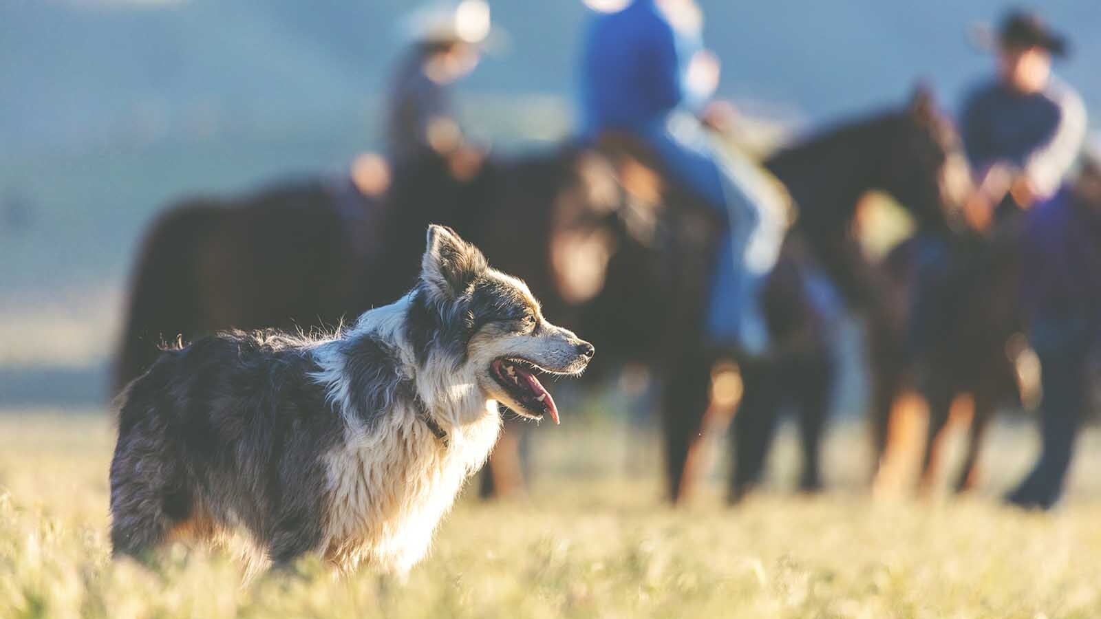 An 11-month-old working ranch border collie named Flo was killed when she was hit by a Texas tourist driving a Bronco. Her death has sparked a push to pass “Flo’s Law,” mandating drivers slow to 25 mph near livestock drives.