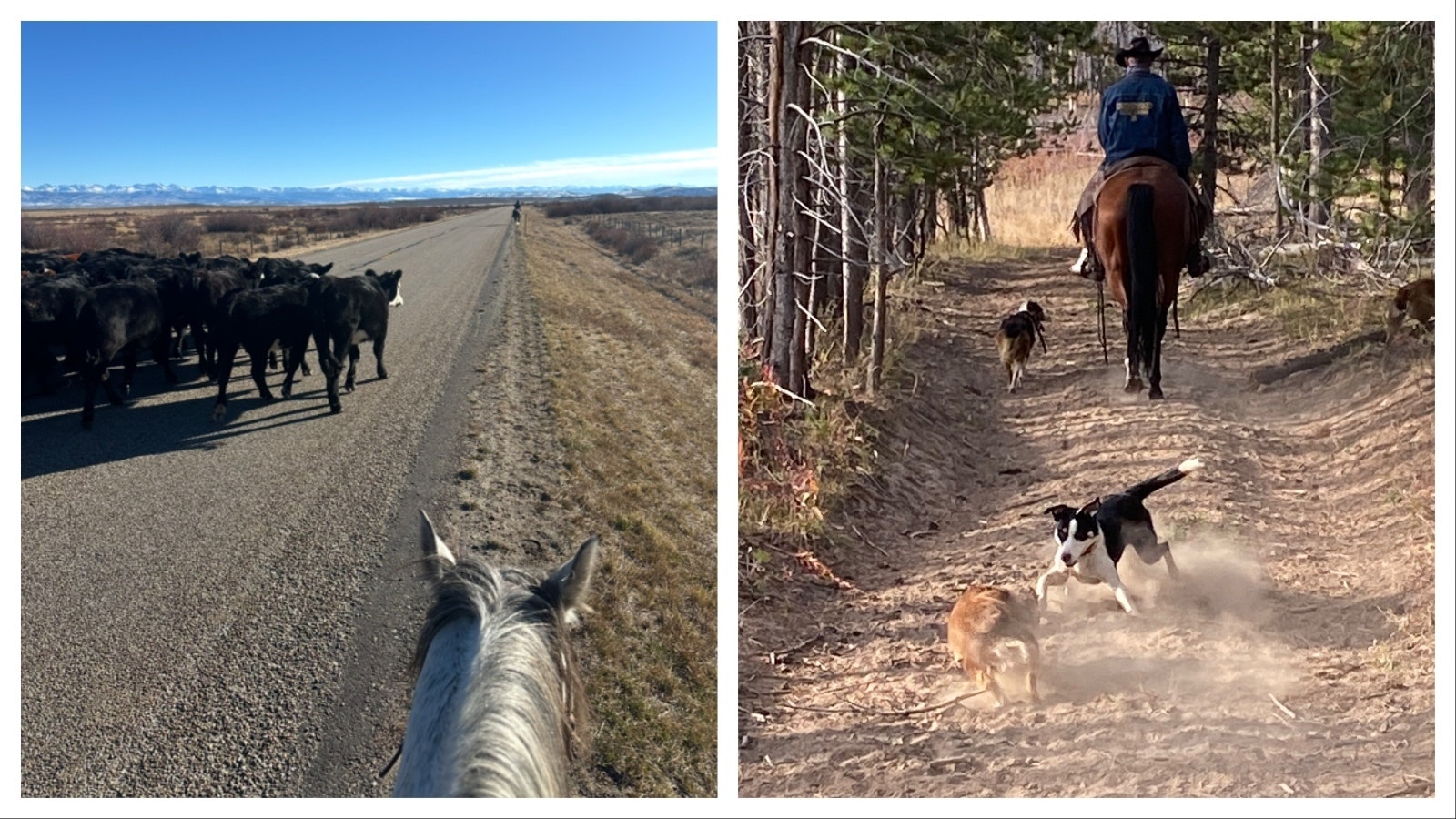 Flo the cattle dog was just coming into her own when she was hit by a tourist passing through Sublette County. Across Wyoming, working dogs are part of the fabric of ranch life.