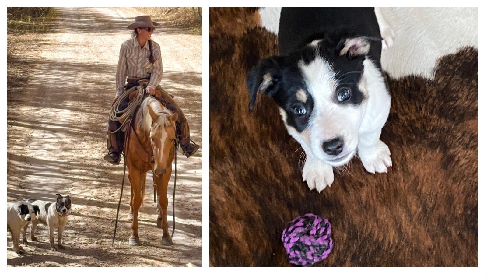 Flo the cattle dog was just coming into her own when she was hit by a tourist passing through Sublette County. Across Wyoming, working dogs are part of the fabric of ranch life.