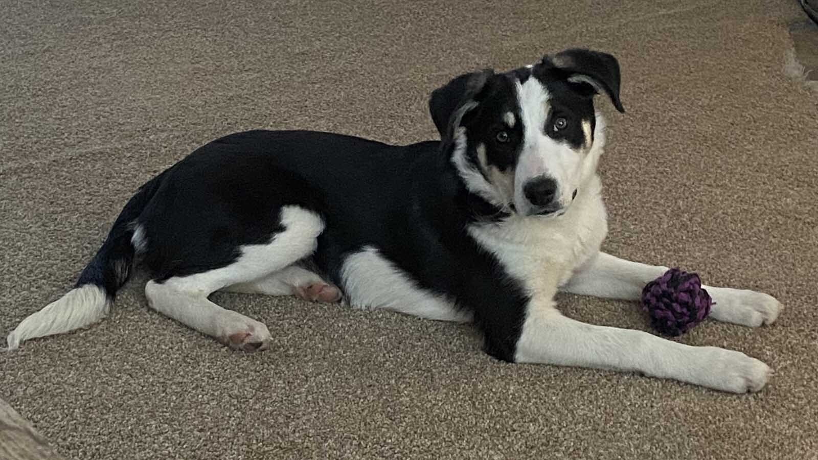 Flo the cattle dog was just coming into her own when she was hit by a tourist passing through Sublette County. Across Wyoming, working dogs are part of the fabric of ranch life.