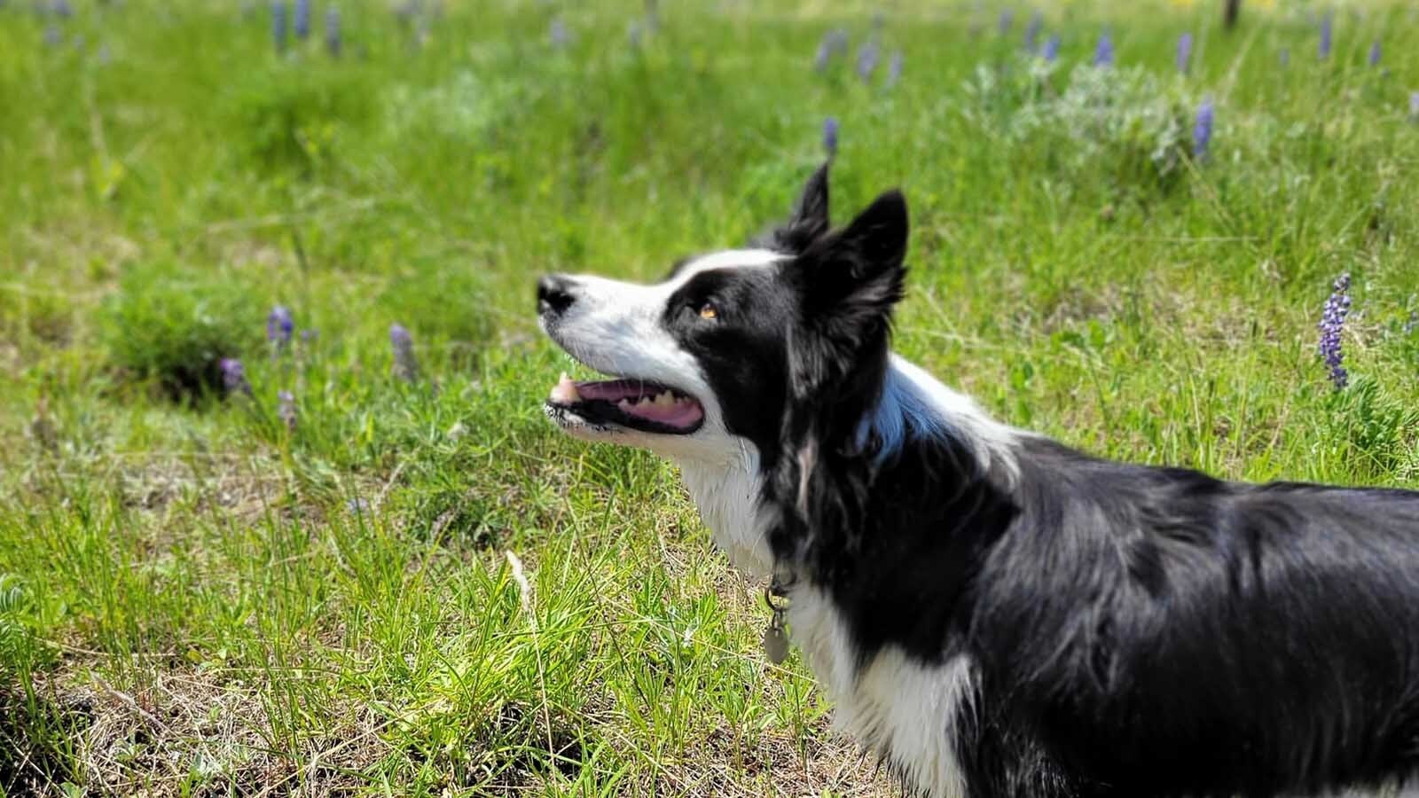 Flo the cattle dog was just coming into her own when she was hit by a tourist passing through Sublette County. Across Wyoming, working dogs are part of the fabric of ranch life.