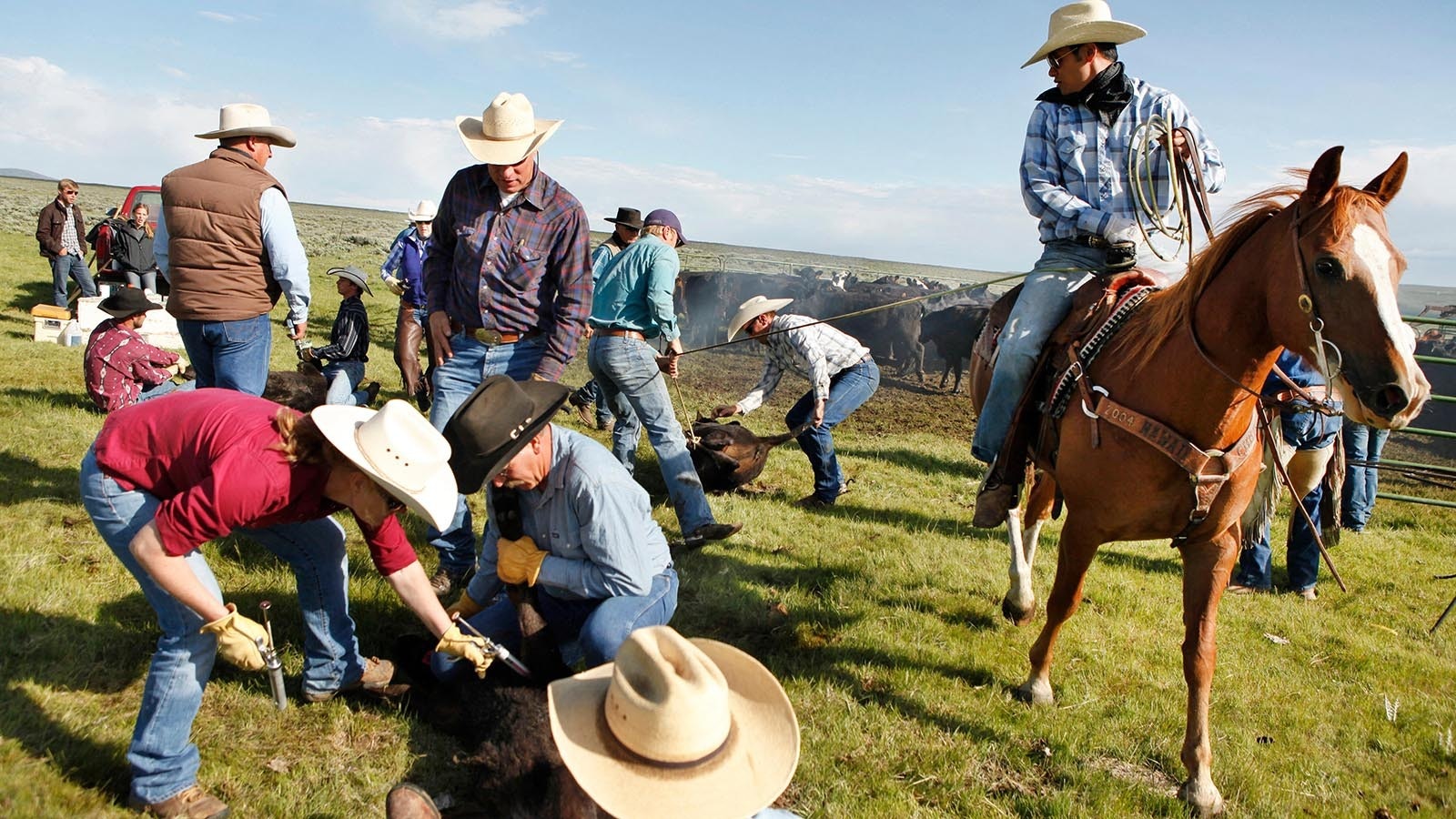 A pair new studies show ranchers in Wyoming are facing some hard truths with pressures to sell out clashing with their Western values of being the “original environmentalists.” “You don’t make money, you’re making a life,” one rancher explained. In the file photo above, ranchers brand cattle at Big Creek Ranch near Encampment.