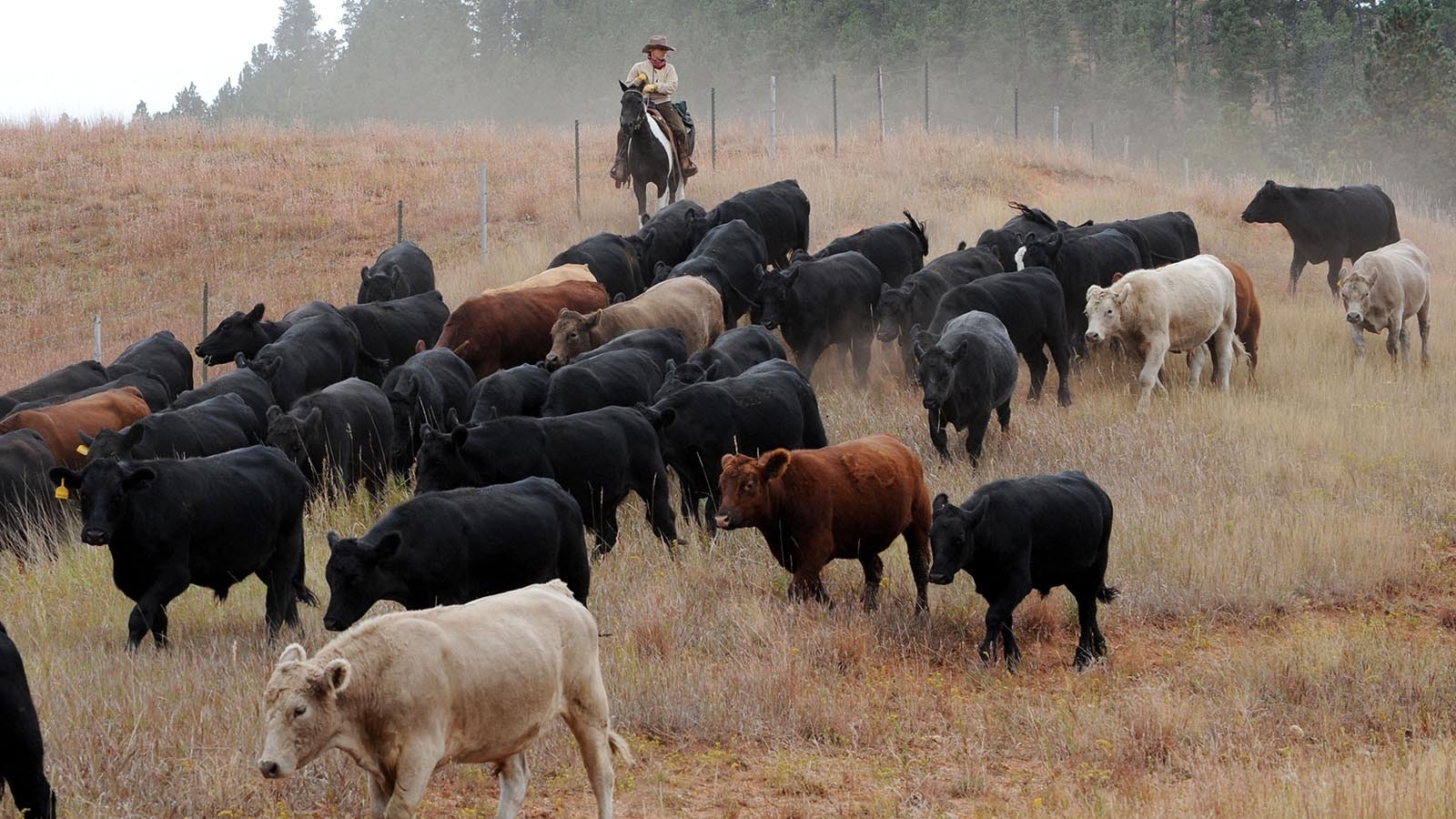 A pair new studies show ranchers in Wyoming are facing some hard truths with pressures to sell out clashing with their Western values of being the “original environmentalists.” “You don’t make money, you’re making a life,” one rancher explained. In the above file photo, a rancher drives cattle to their winter pasture in Wyoming.